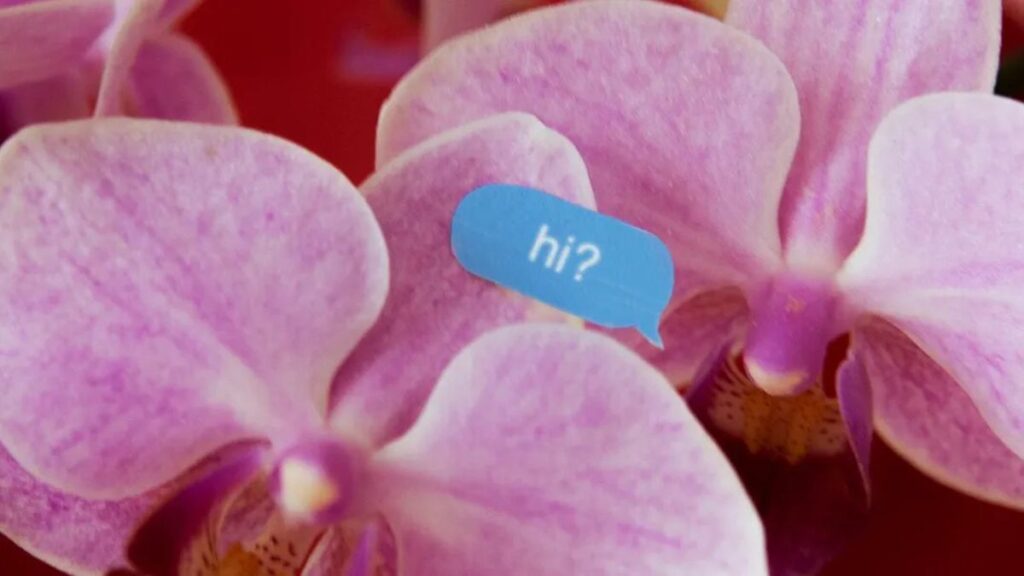 Unraveling Anicrush: The New Trend in Online Crushes