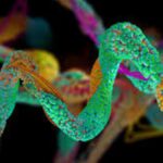 Unraveling Autoamina: The Future of Automated Amino Acid Analysis