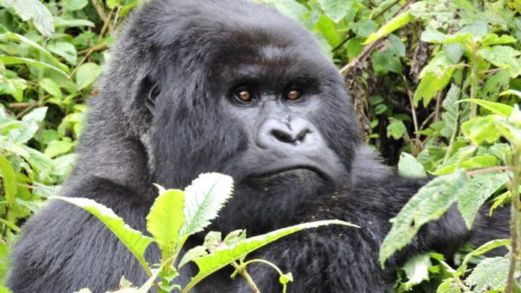 The Majestic Silverback Gorilla: Kings of the Jungle