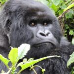 The Majestic Silverback Gorilla: Kings of the Jungle