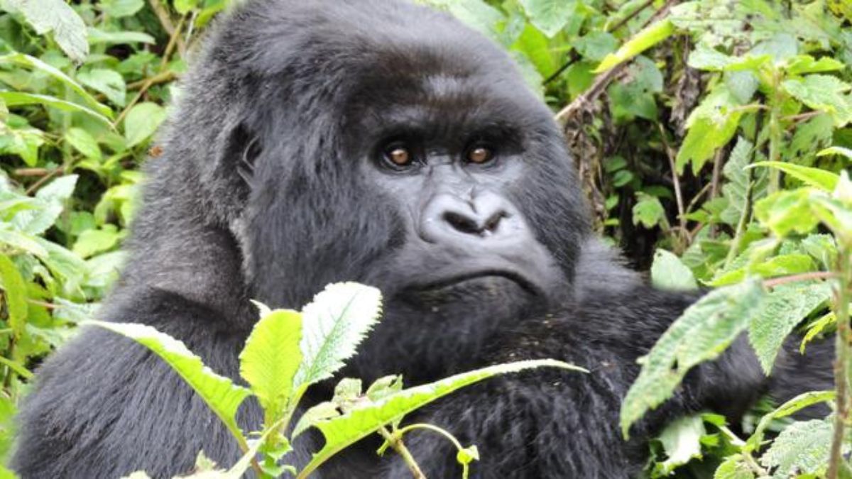Putney Silverbacks The Majestic Silverback Gorilla: Kings of the Jungle