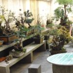 Understanding Xeiropraktis: A Comprehensive Guide to Holistic Healing