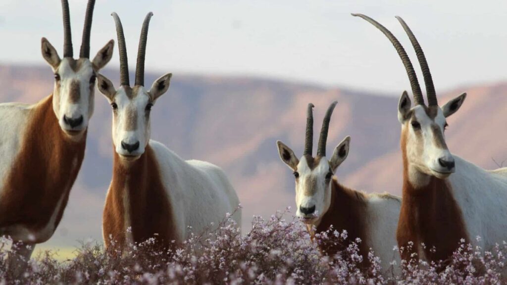 Exploring the Fascinating World of Hormita: Nature’s Tiny Marvels